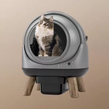 Do Vets Recommend Self-Cleaning Litter Boxes for Cats?